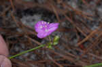 Grassleaf roseling